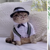 Stylish cat Benson: transformación de un vagabundo sin hogar en una estrella de las redes sociales