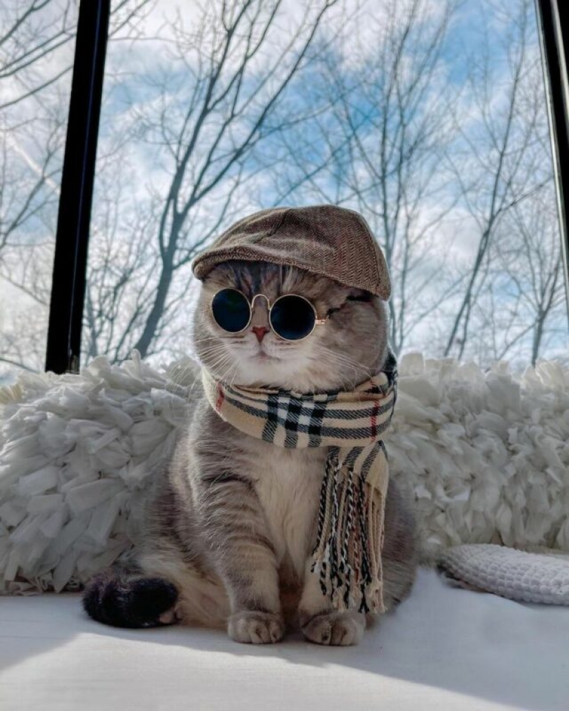 Stylish cat Benson: transformation from a homeless ragamuffin into a star of social networks