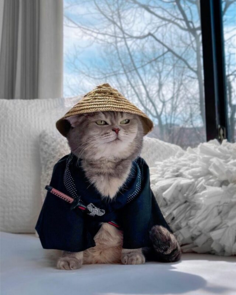 Stylish cat Benson: transformation from a homeless ragamuffin into a star of social networks