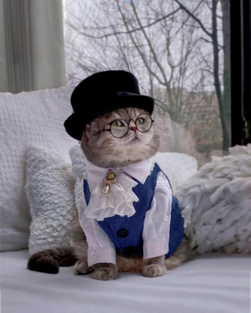 Stylish cat Benson: transformation from a homeless ragamuffin into a star of social networks