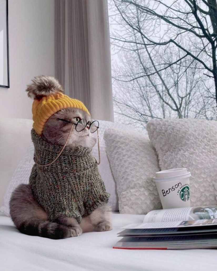 Stylish cat Benson: transformación de un vagabundo sin hogar en una estrella de las redes sociales
