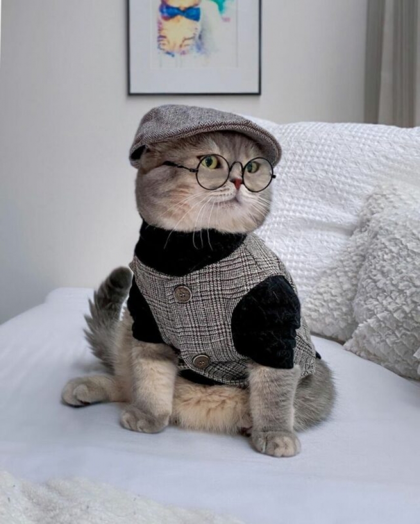 Stylish cat Benson: transformation from a homeless ragamuffin into a ...