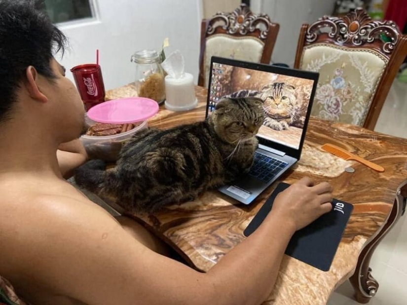 Surprisingly charming cat "stole" from the wife of her husband and she showed it in the photo