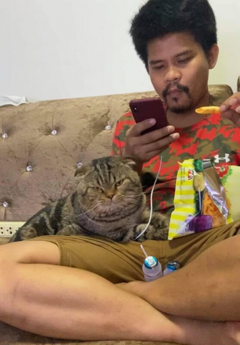 Surprisingly charming cat "stole" from the wife of her husband and she showed it in the photo