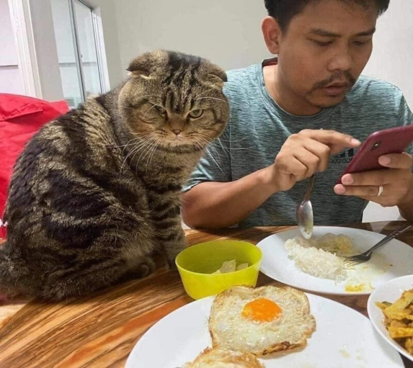 Surprisingly charming cat "stole" from the wife of her husband and she showed it in the photo