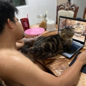 Surprisingly charming cat "stole" from the wife of her husband and she showed it in the photo