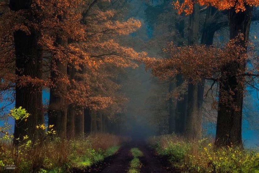 Surreal autumn forest in photos of Janek Sedlar