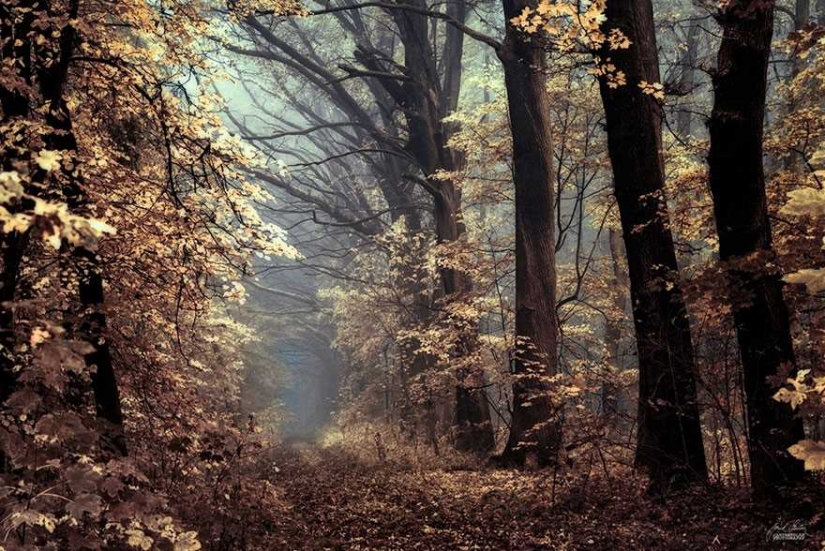 Surreal autumn forest in photos of Janek Sedlar