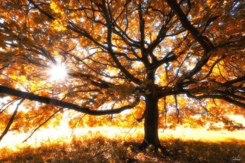 Surreal autumn forest in photos of Janek Sedlar