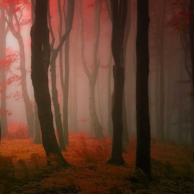 Surrealista bosque de otoño en las fotos de Janek Sedlar