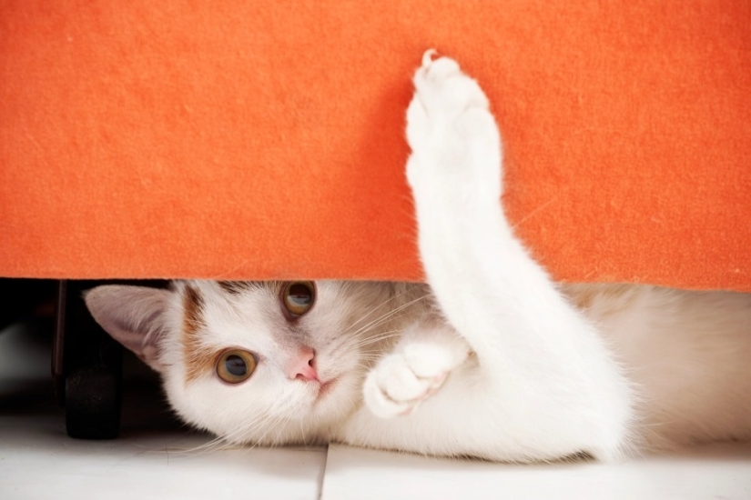 Tail pipe - you are my enemy! 6 signs that the cat quietly hates you