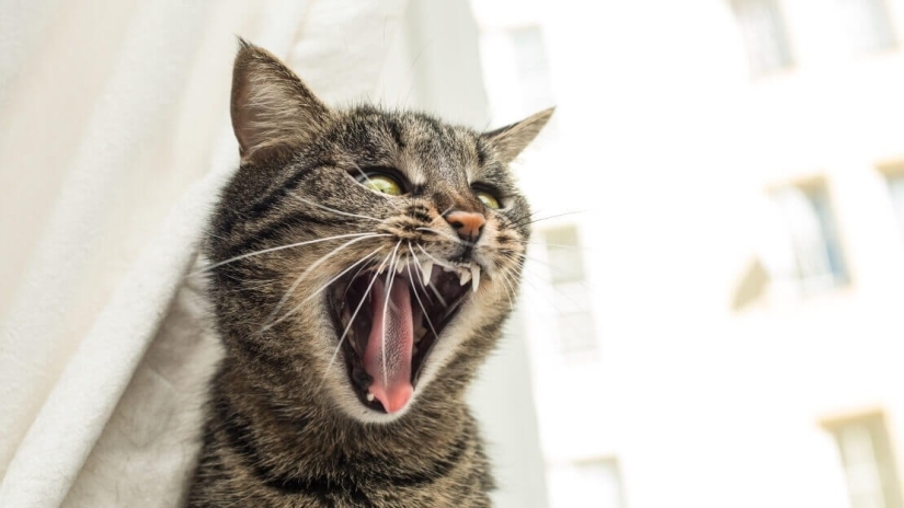Tail pipe - you are my enemy! 6 signs that the cat quietly hates you