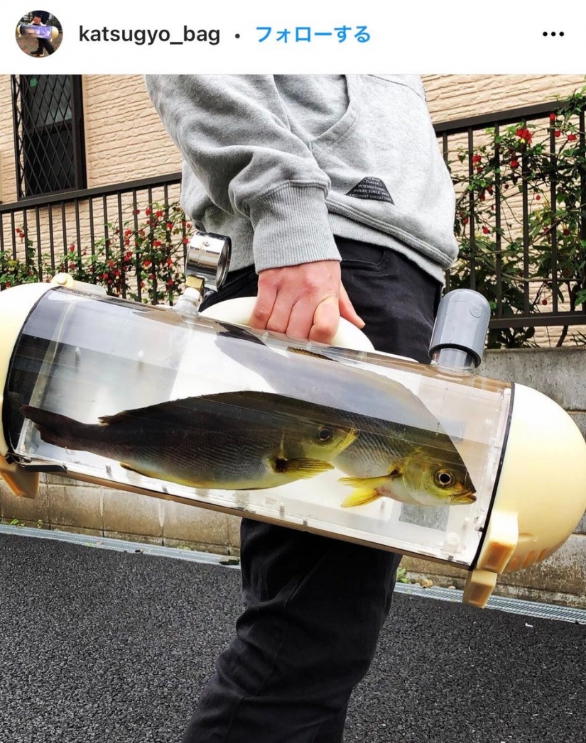 Take a walk, fish, big and small! Japan has created a transparent carrier bag for live fish