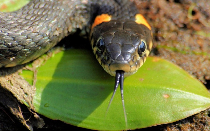 The 10 most common myths about snakes