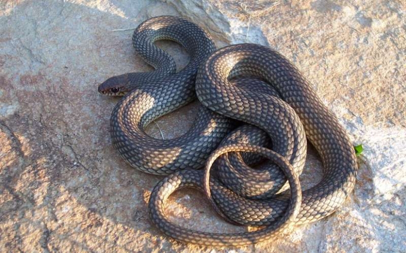 The 10 most common myths about snakes