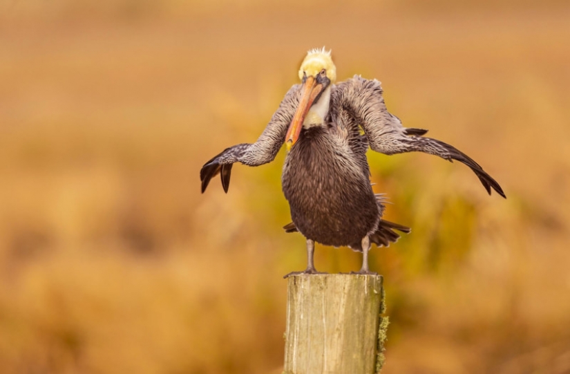 The 22 funniest photos from the winners of the Comedy Wildlife Photo Awards 2021