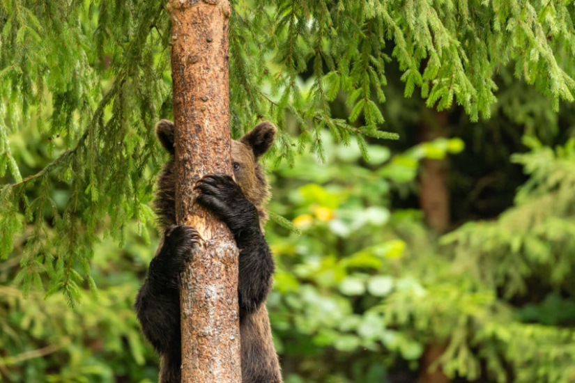 The 22 funniest photos from the winners of the Comedy Wildlife Photo Awards 2021