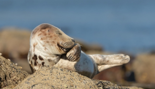 The 22 funniest photos from the winners of the Comedy Wildlife Photo Awards 2021