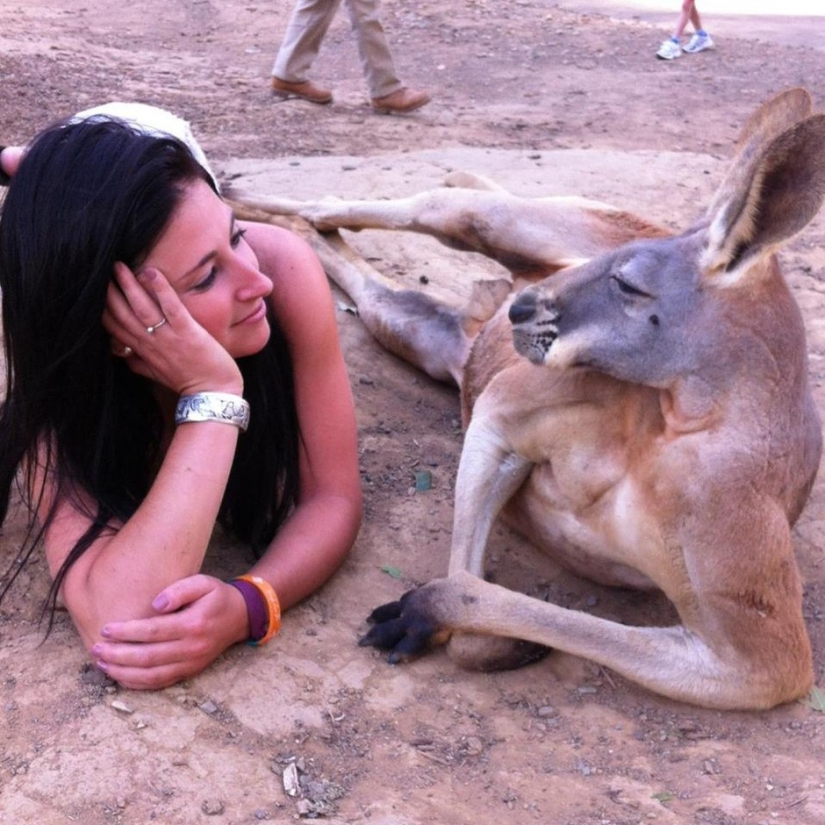 The animals of Australia who didn't care about your stereotypes