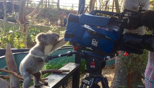 The animals of Australia who didn't care about your stereotypes