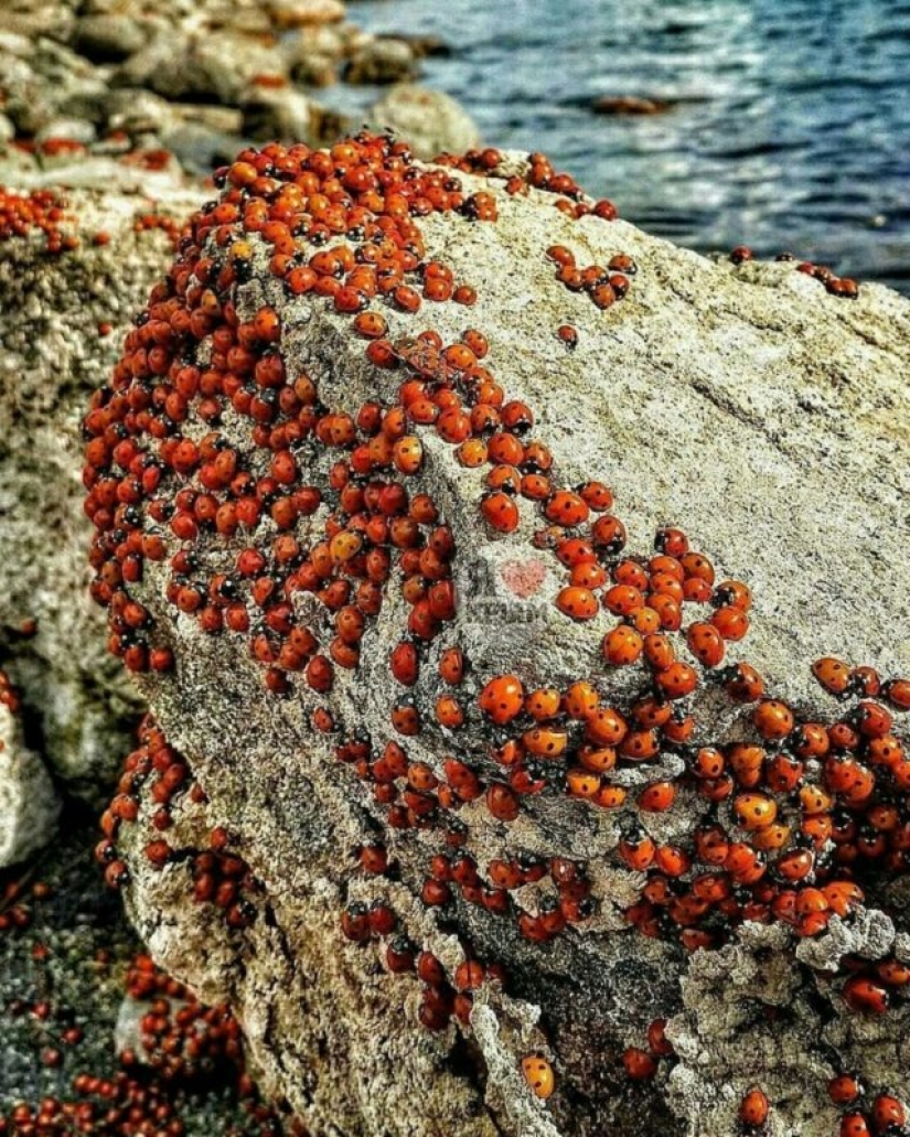 The beaches of Anapa are besieged by hordes of ladybirds