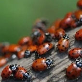 The beaches of Anapa are besieged by hordes of ladybirds