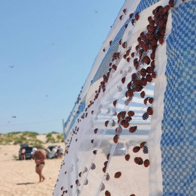 The beaches of Anapa are besieged by hordes of ladybirds