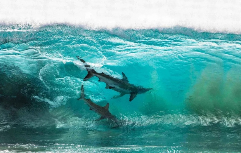 The beauty and power of the ocean in the photos of the winners of the Ocean Photography Awards 2020