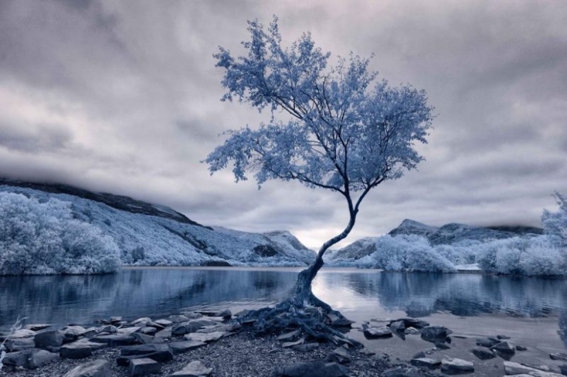 The best works of infrared photography contest Life in Another Light