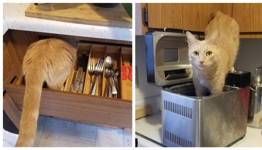 The cat-weasel Oliver, who climbed everywhere, where you can and can not