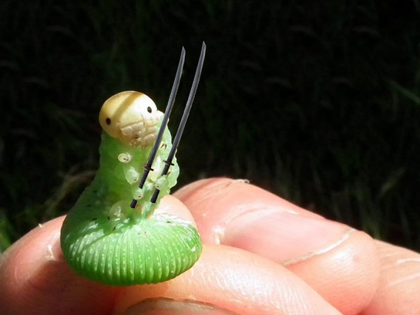 The caterpillar has become an internet star
