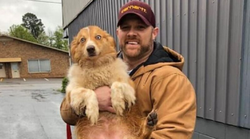 The dog that saved the family during the tornado, returned home after two months