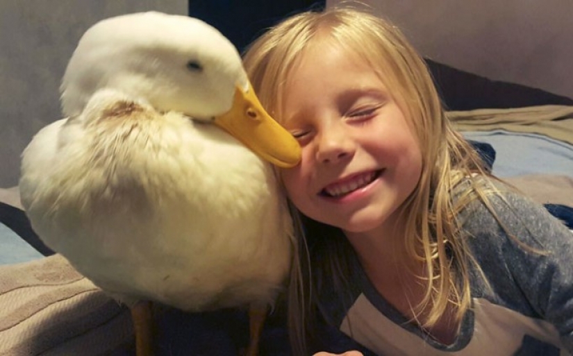 The duck considers a 5-year-old girl to be his mother