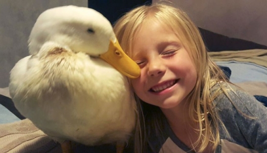 The duck considers a 5-year-old girl to be his mother