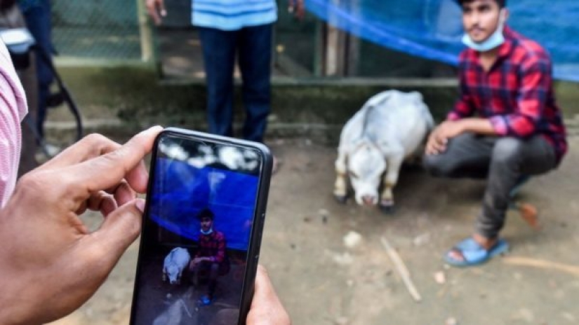 The dwarf cow Rani has become one of the attractions of Bangladesh