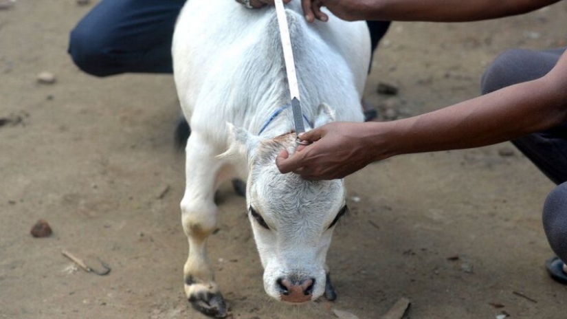 The dwarf cow Rani has become one of the attractions of Bangladesh