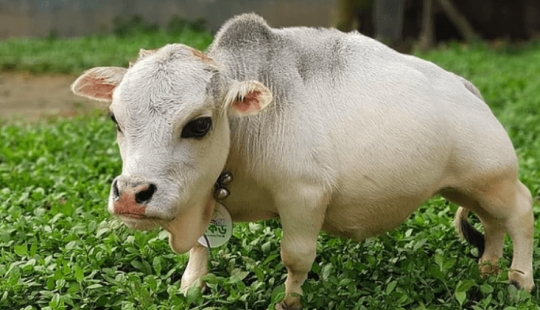 The dwarf cow Rani has become one of the attractions of Bangladesh