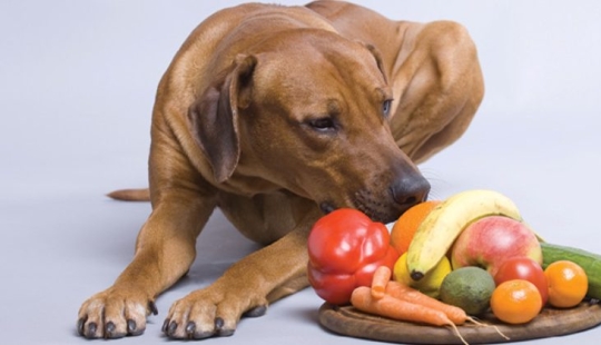 The eco-activist boasted of a vegan dog and caused a storm of indignation on the web