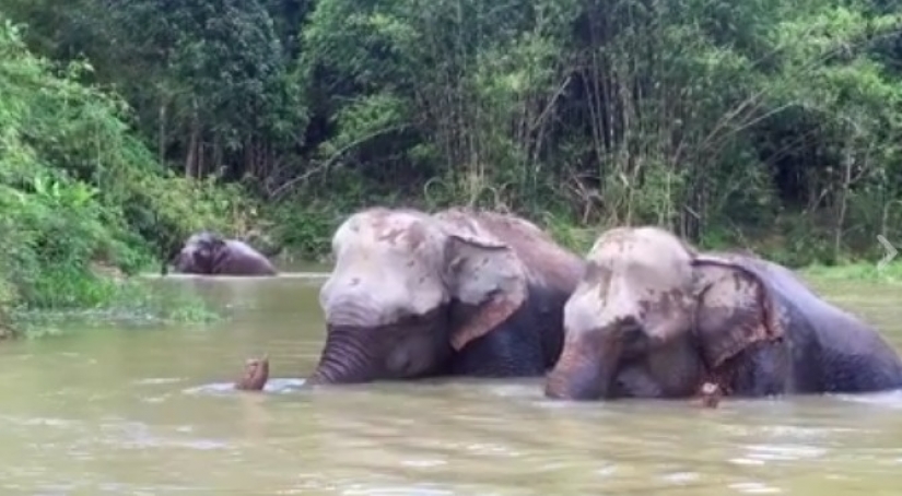 The elephant was depressed and did not want to live until she met a new friend