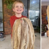 The family was horrified to find 50 snake skins in the attic, but it's not scary at all