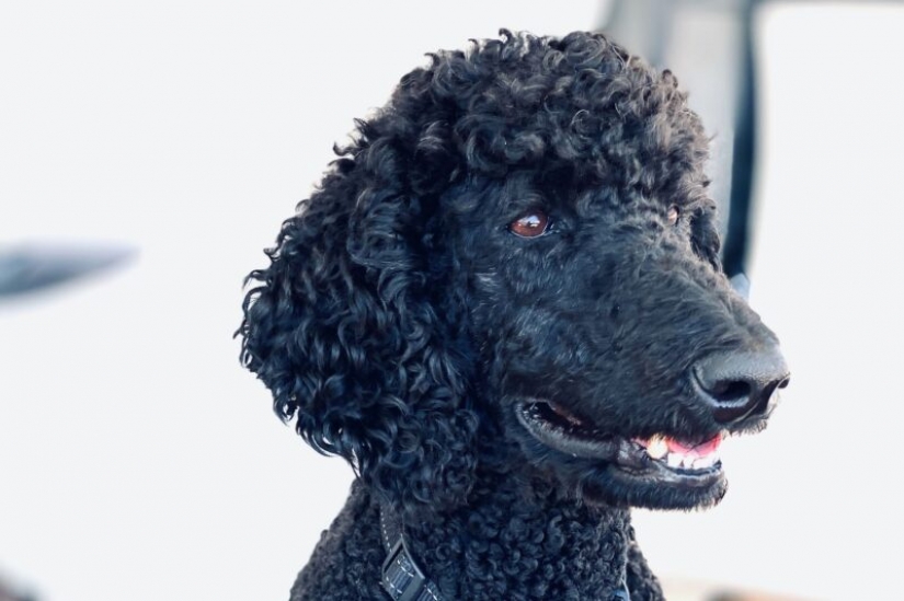 The fraudster faked her death, but she was given away by a black poodle