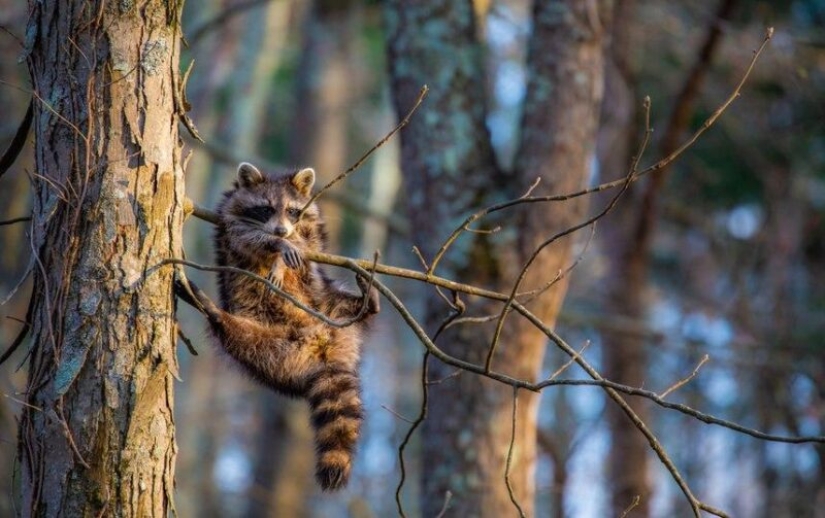 The funniest photos of wild animals from the finalists of the Comedy Wildlife Photography Awards 2020