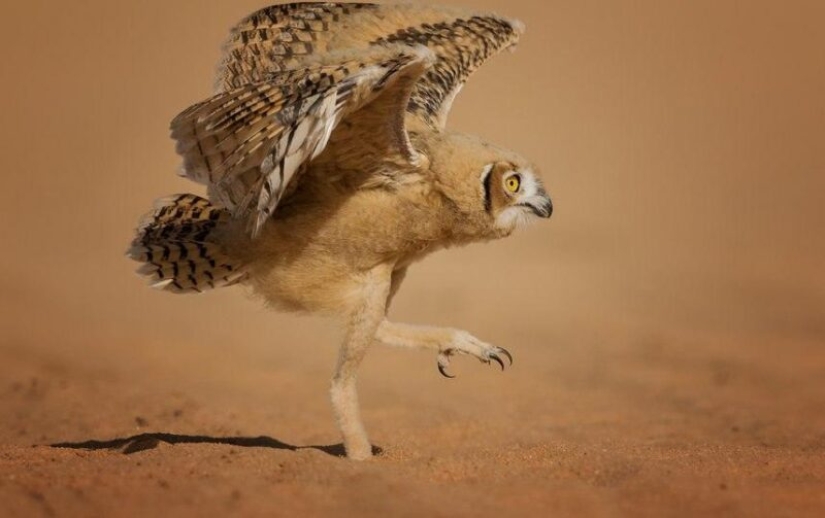 The funniest photos of wild animals from the finalists of the Comedy Wildlife Photography Awards 2020