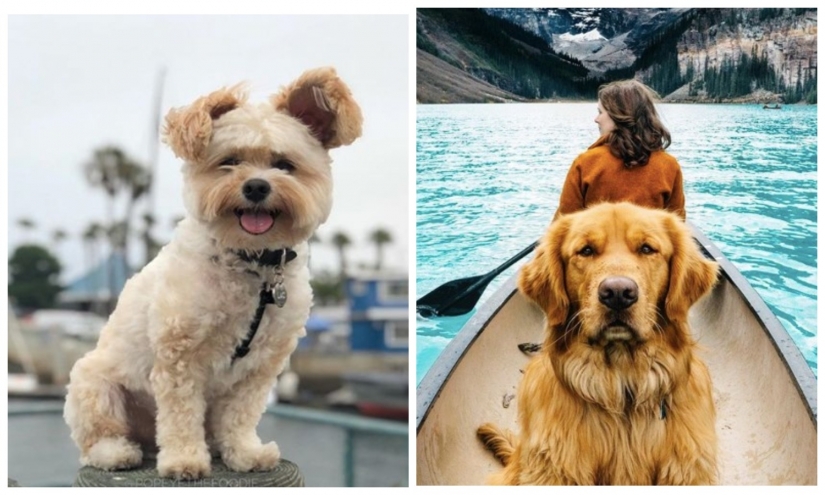 The furry stars of Instagram: Pets, which owners earn in social networks a lot of money