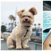 The furry stars of Instagram: Pets, which owners earn in social networks a lot of money