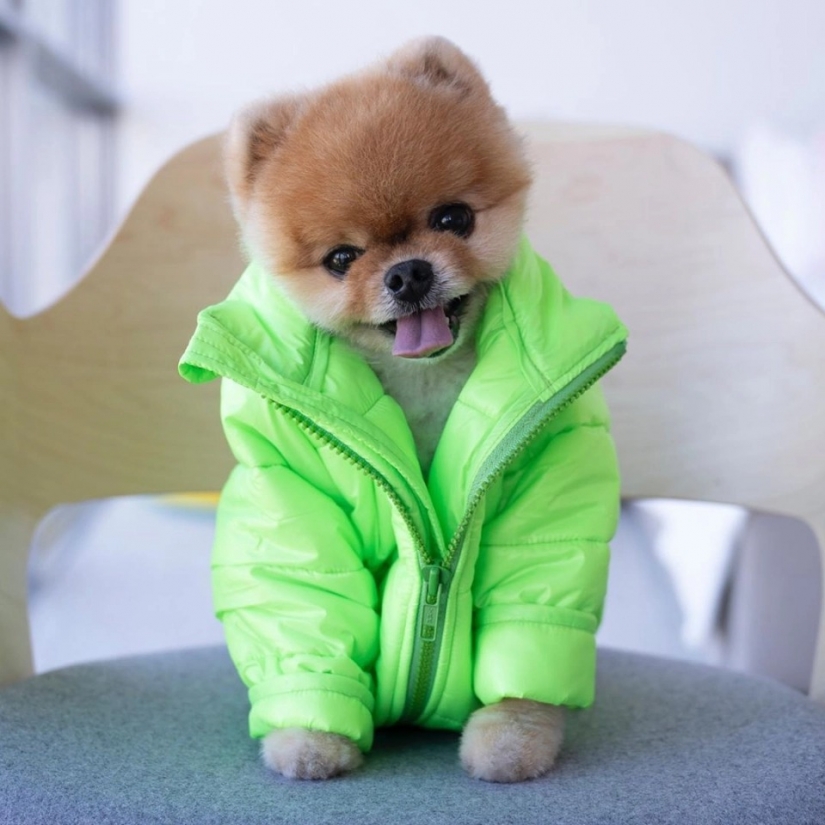 The furry stars of Instagram: Pets, which owners earn in social networks a lot of money