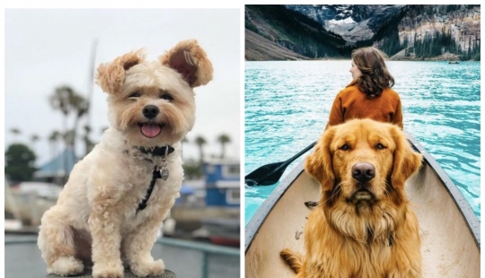 The furry stars of Instagram: Pets, which owners earn in social networks a lot of money