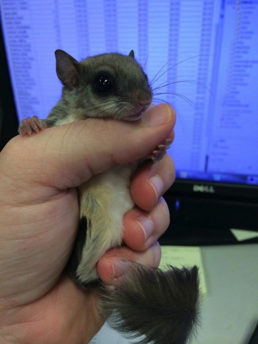 The guy decided to save this baby, not even knowing how to take care of him