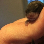 The guy decided to save this baby, not even knowing how to take care of him