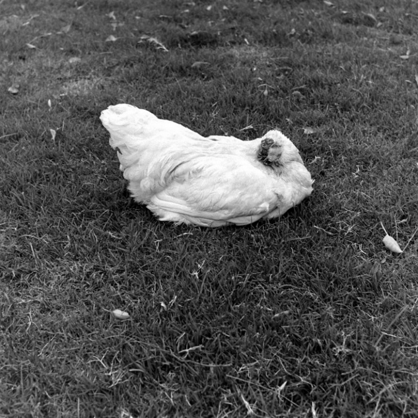 The headless chicken Mike